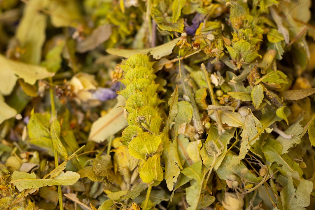 Do Adaptogenic Herbs Help with Stress-Related Digestive Problems?